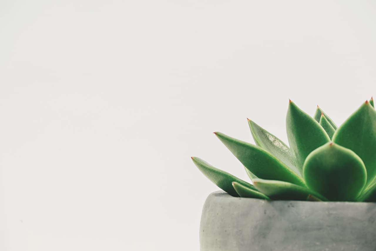 Valerian Root and Sleep: The Ancient Herb That Modern Science Is Finally Validating